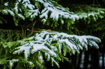 Sticker - Closeup shot of a branch of a pine tree with some snowflakes