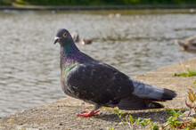 Closeup Of A Lonely Pigeon By The Water