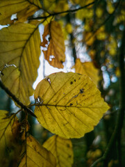 Wall Mural - Vertical shot of yellowing leaves on branches under the sunlight with a blurry background