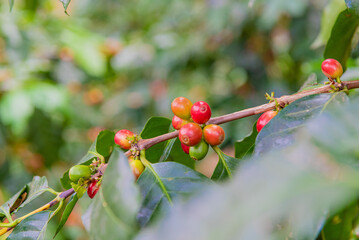 Canvas Print - Closeup shot of a coffee plant in Hondo Valle, Dominican Republic