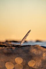 Sticker - Vertical shot of a white feather near the beach on a sunny day