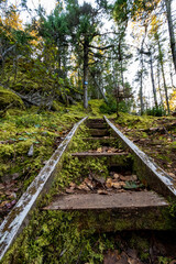 Sticker - View of stone steps covered with plants and fallen autumn leaves leading to the forest on a sunny