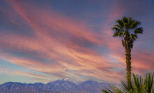Desert Sky With Palm Tree