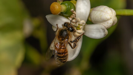 Wall Mural - Closeup shot of a bee on a flower