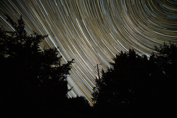Wall Mural - Star trails above the trees