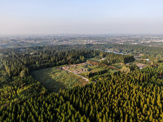 Wall Mural - aerial shot of a forest on a sunny day