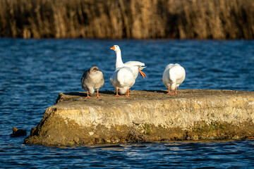 Poster - Beautiful shot of some geese on a huge rock in the middle of the lake.