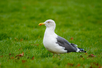 Poster - Closeup shot of a seagull in the grass during the day