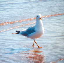 Closeup Of A Ring-billed Seagull On The Shore Of The Sea In Prince Edward Island, Canada