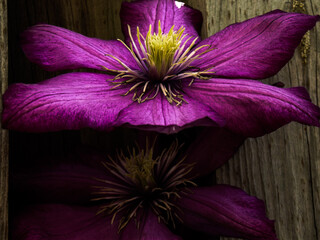 Sticker - Closeup of purple Clematis flowers against a wooden fence in the daylight