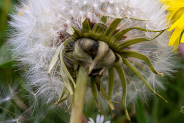 Sticker - Closeup shot of a dandelion