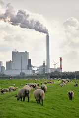 Canvas Print - Active coal power plant with a steaming cooling tower in front of a dike with many sheep.