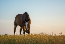 Beautiful Brown Horse Grazing In A Field