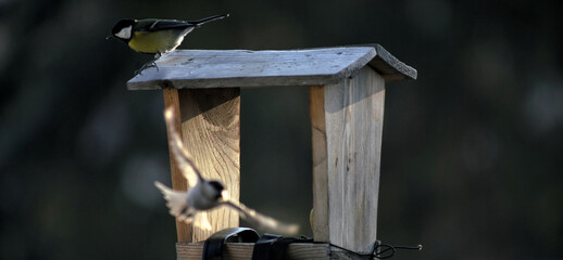 Wall Mural - Cute small Parus bird perched on the wooden birdhouse on a blurred background