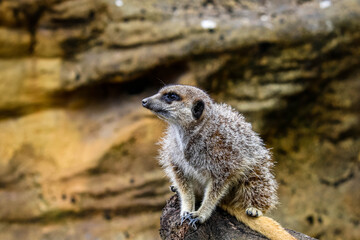 Wall Mural - Shallow focus shot of a meerkat sitting on a rock on a blurred background of rocks