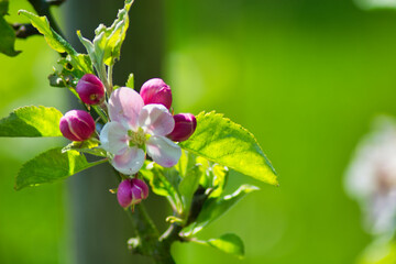 Sticker - Closeup shot of the beautiful Malus blooming in the garden