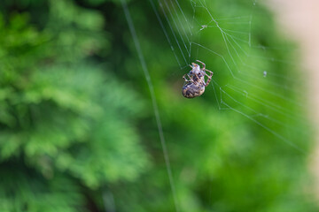 Sticker - Closeup of a common cross spider hanging on a web on a green blurry background