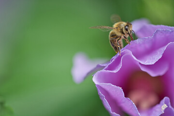 Wall Mural - Close-up shot of a bee pollinating a purple flower in the garden on a blurred background