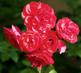 Canvas Print - Closeup shot of bright red roses with distinctive colouring