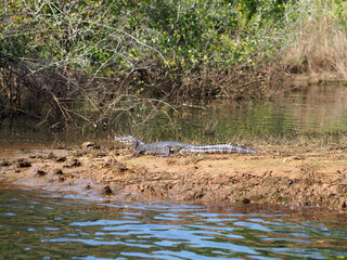 Sticker - Closeup shot of the caiman sitting on a river bank.