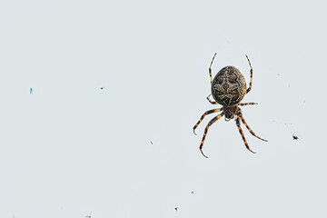 Wall Mural - Closeup of a common cross spider hanging on a white background with a copyspace