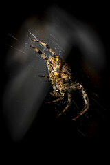 Wall Mural - Selective focus shot of a spider in its natural environment