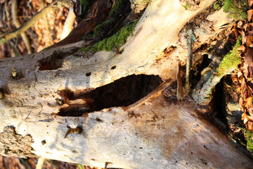 Poster - Closeup of tree bark in a daylight