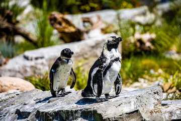 Poster - African penguins (Spheniscus demersus) standing on a rock on a sunny day