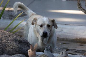 Poster - Beautiful shot of a cute white dog