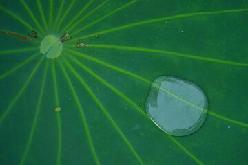 Wall Mural - Closeup of water drops on the green lotus leaf on venation pattern