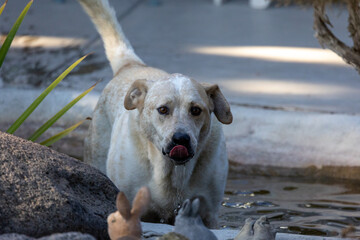 Wall Mural - Beautiful shot of a cute white dog