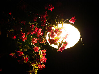 Sticker - Closeup of pink flowers in front of a light