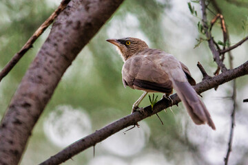 Poster - Selective focus shot of a bird perched on a branch