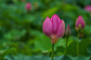 Wall Mural - Closeup of beautiful pink lotus flowers opening-up in the pond