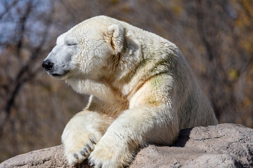 Sticker - Closeup shot of a white bear