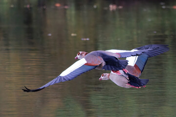 Wall Mural - Beautiful Egyptian geese flying over the lake