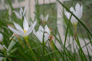 Sticker - Selective focus shot of a Crocus white rose with green grass