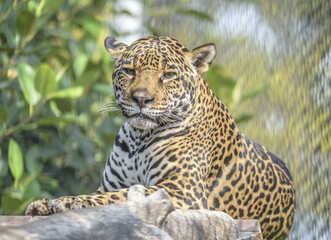 Wall Mural - Closeup shot of a leopard in a zoo on a blurred background