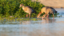 Closeup Shot Of A Group Of Egyptian Geese In Water