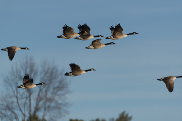 Sticker - Migrating canada geese with blue sky in the background