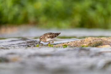 Poster - Closeup shot of a Western sandpiper bird