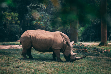 Poster - Natural view of a rhinoceros eating grass