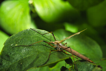 Poster - Closeup of a Tipula on a green leaf