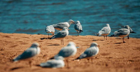 Canvas Print - Closeup shot of the silver gulls standing on the beach on a sunny day on the blurry background