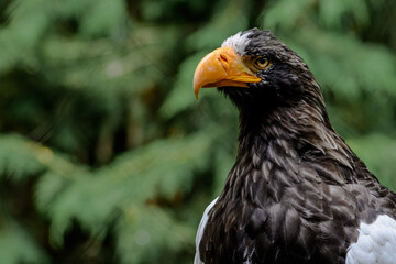 Poster - Profile shot of a sea eagle in a blurry green background.