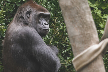 Wall Mural - Close-up shot of a lonely gorilla in the nature.