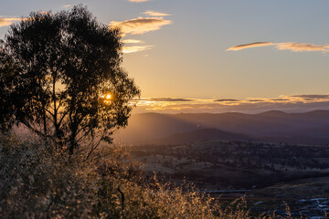 Wall Mural - mt painter, belconnen australia. gumtree in the foreground, brindabella ranges in the background