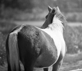 Wall Mural - Greyscale shot of a horse walking in a lake