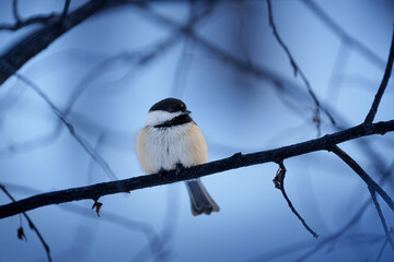 Wall Mural - Small cute Chickadee perched on a tree branch on a cold winter day