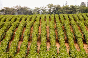 Sticker - View of fields of Camellia sinensis tea plants shrubs or small trees growing on asunny day